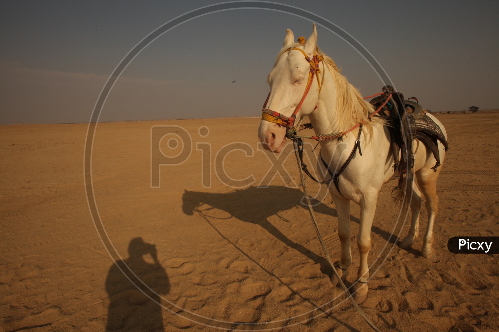 A Horse in Desert