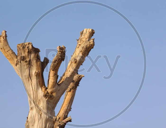 dry tree in a desert