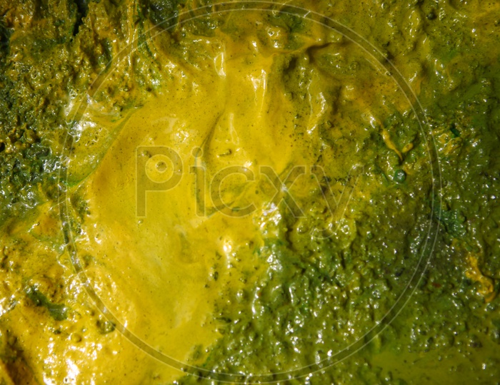Texture Background Of an Aquatic Algae Layer