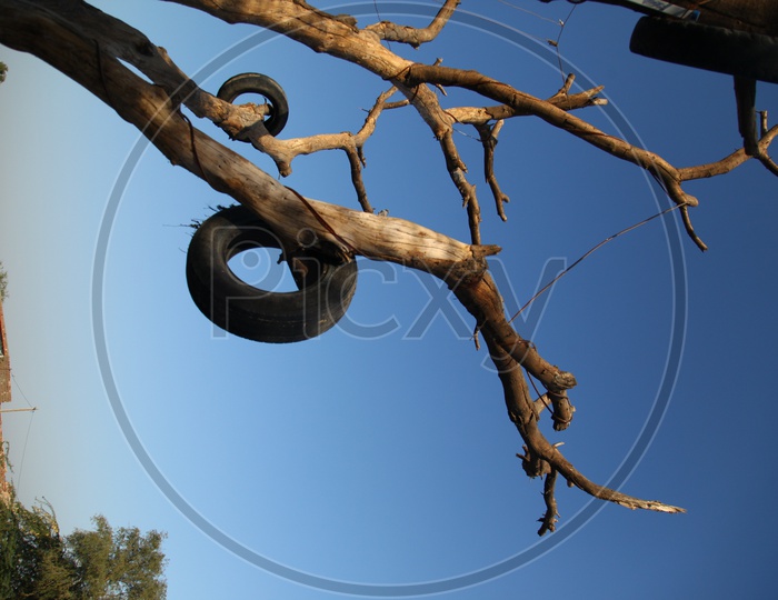 Curvy Tree branch with a tyre