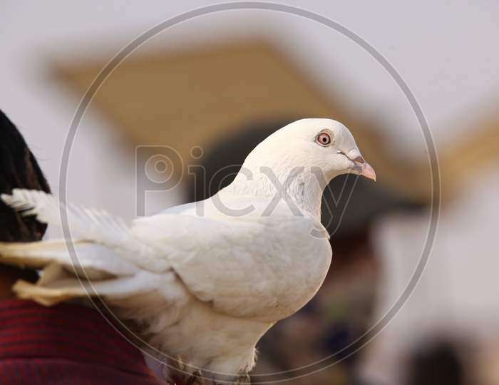 A white pigeon