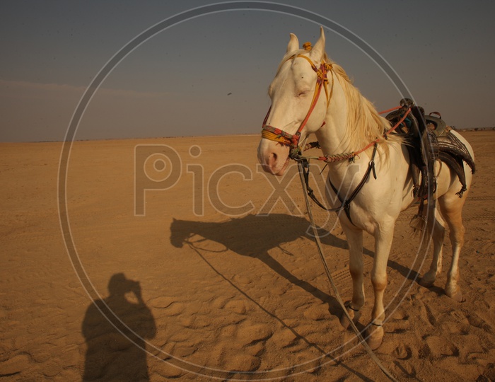 A Horse in Desert
