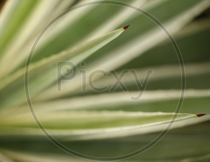 Macro shot of a plant leaf
