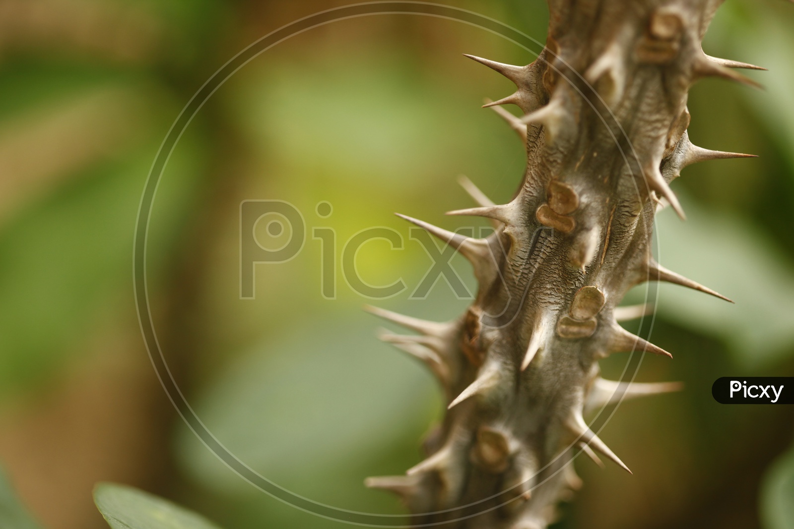 Close up of the thorns