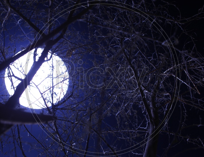Canopy Of Dried Tree With out Leafs Over A Bright artificial Moon Background