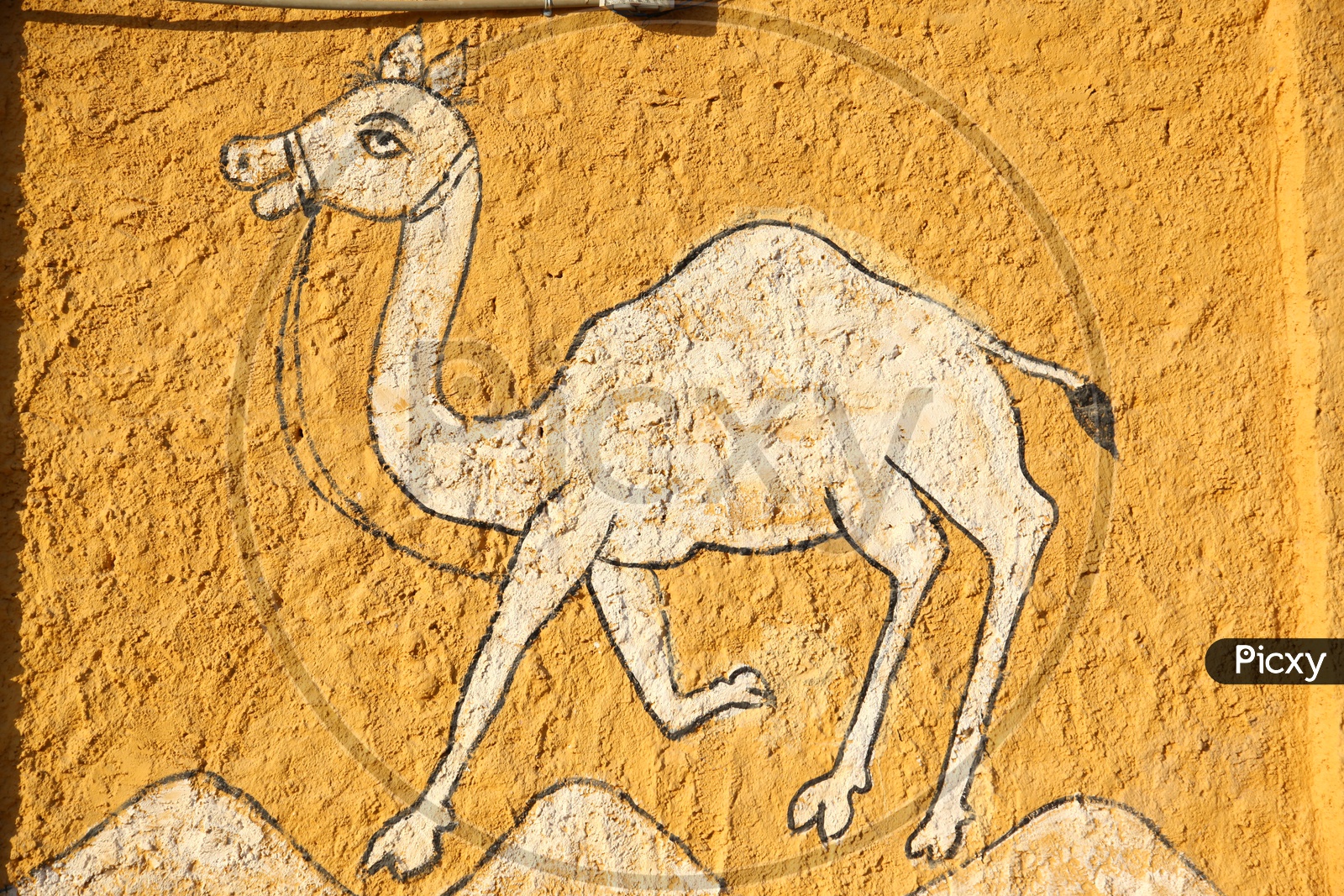 Camel wall art