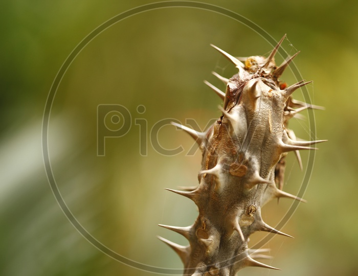 Close up of the thorns