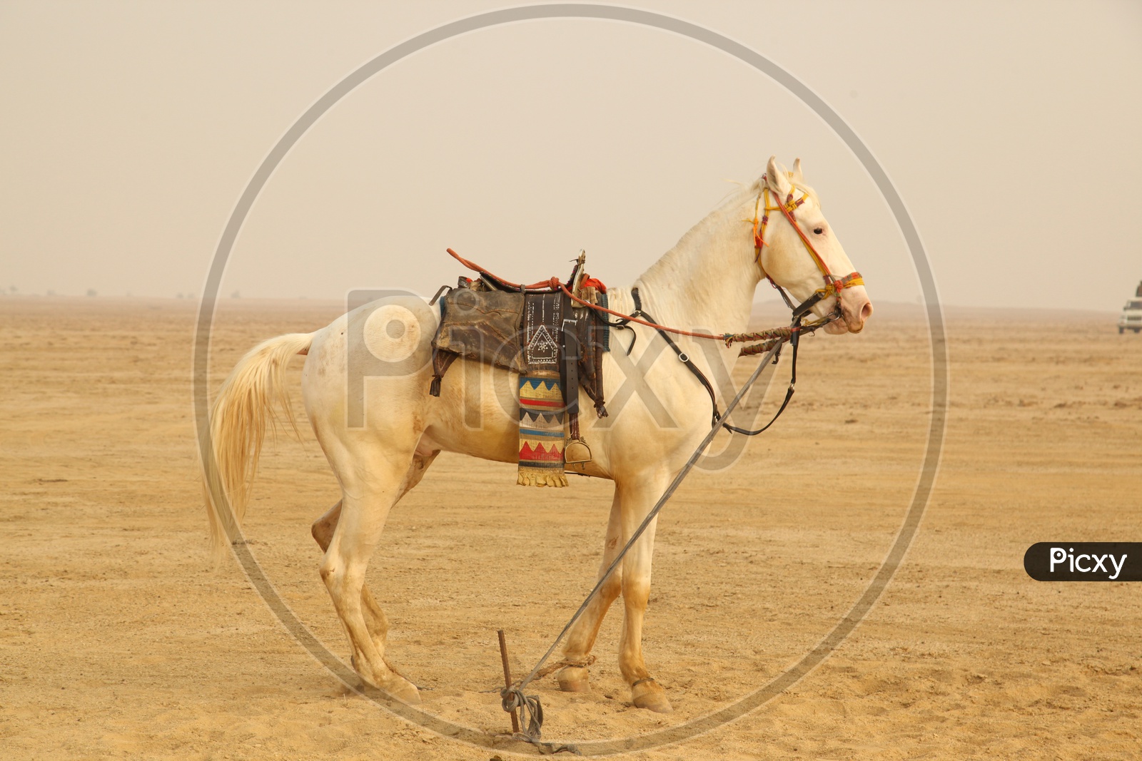 A tied up horse in the desert