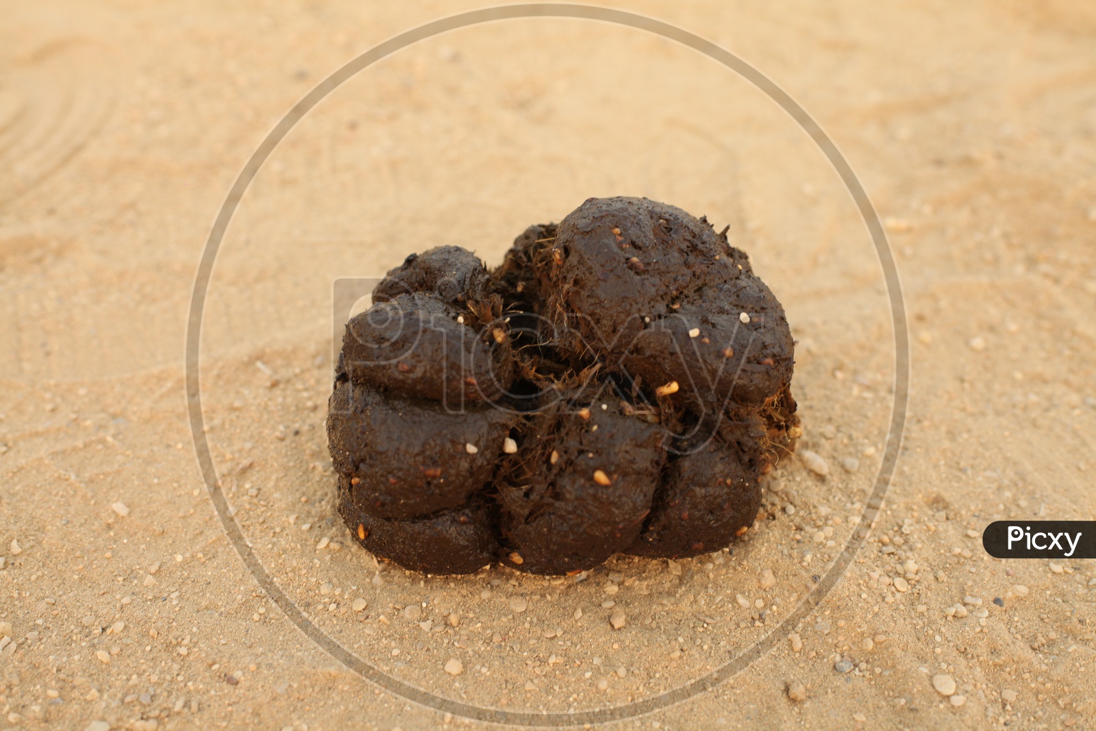 Image of Dung of the camel on the groundAI412700Picxy