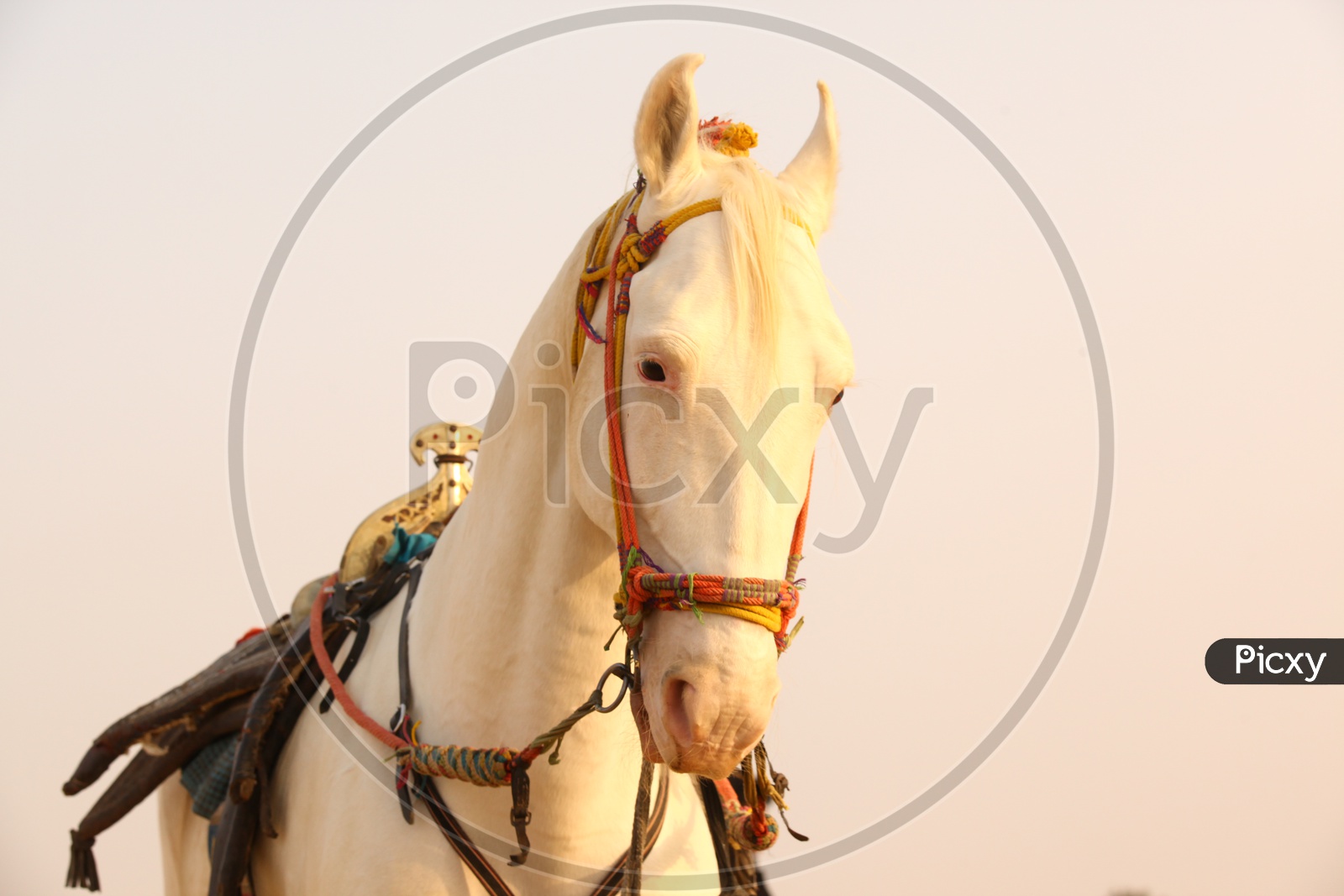 A  stationary white horse