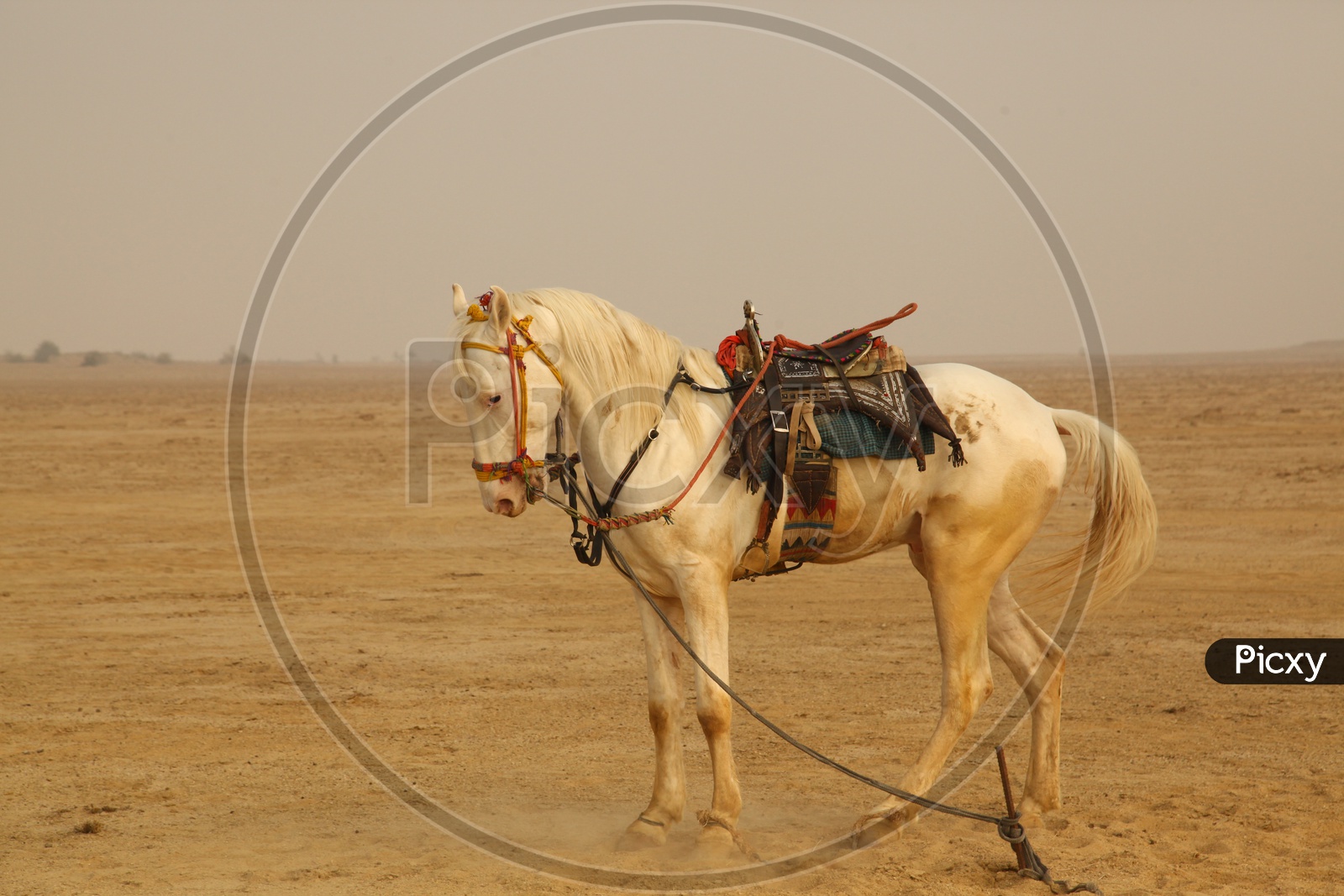 horse tied in the desert