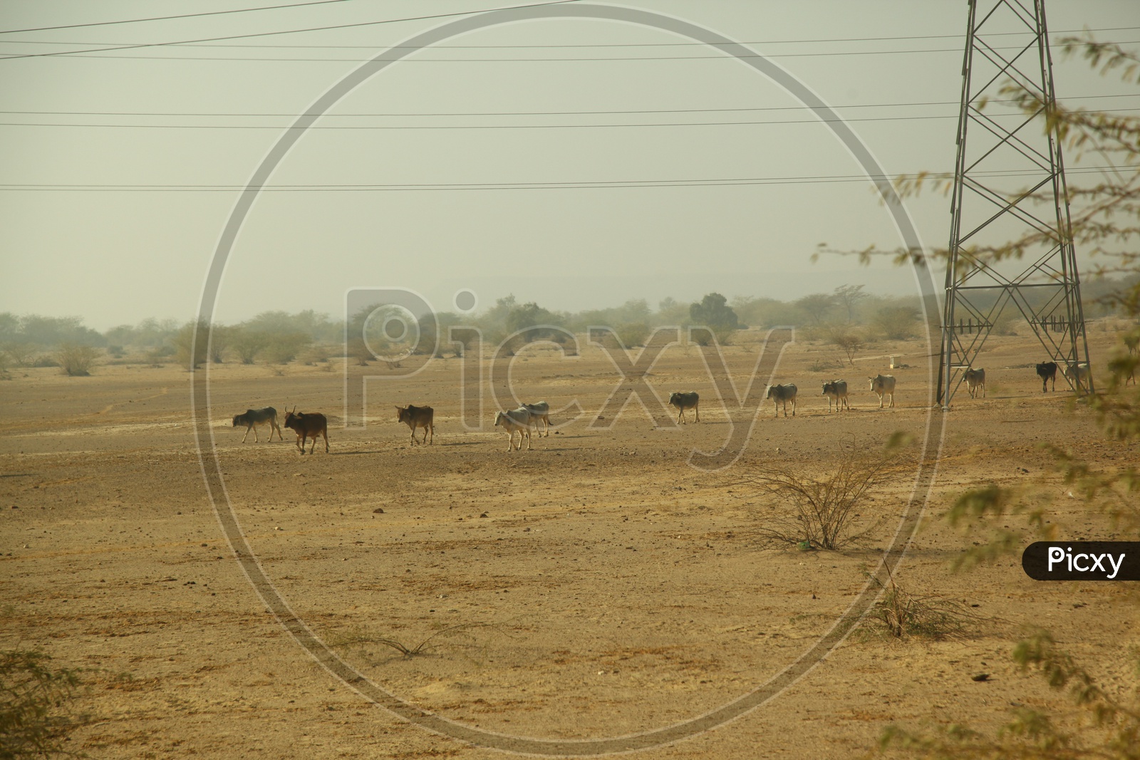Cattle on the move in a desert