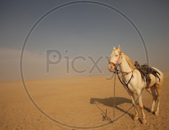 White horse in the desert