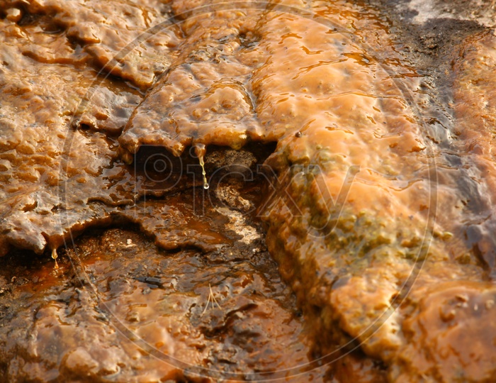 Texture Background Of an Aquatic Algae Layer