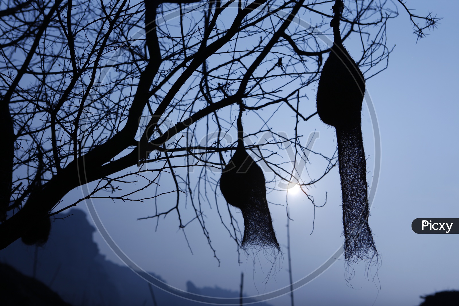 Silhouette of bird nests on the tree