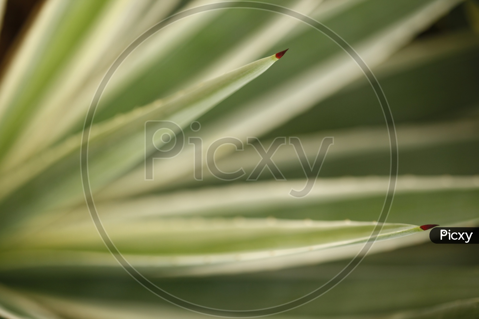 Macro shot of a plant leaf