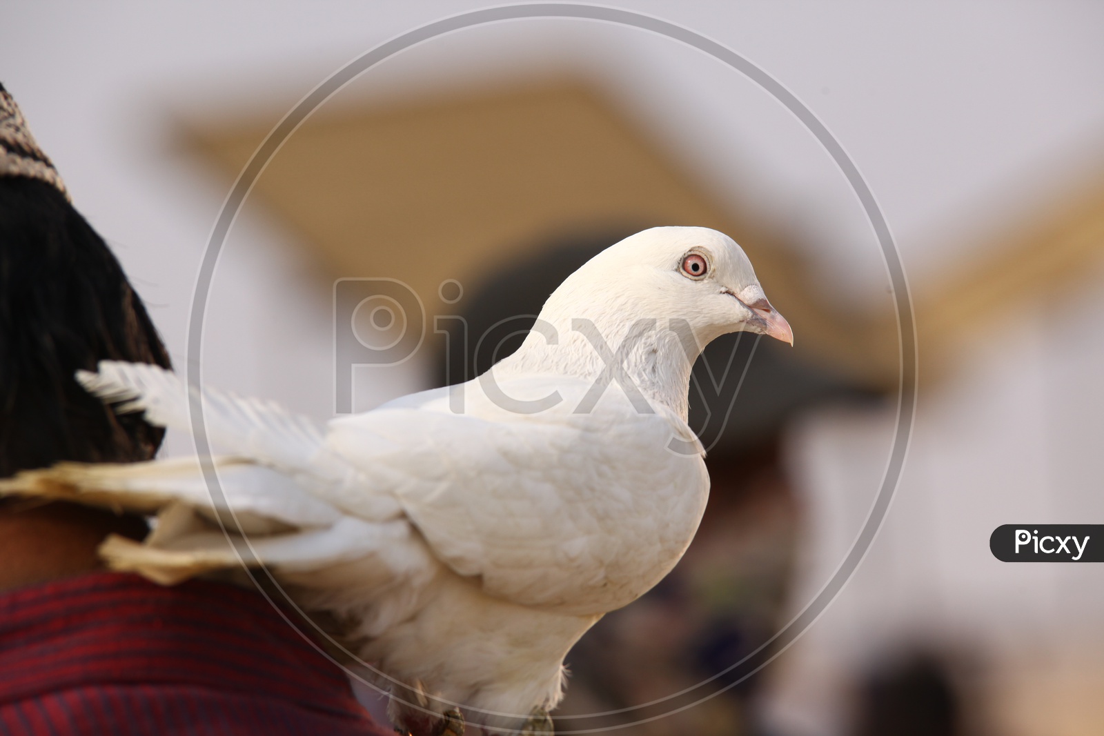 A white pigeon