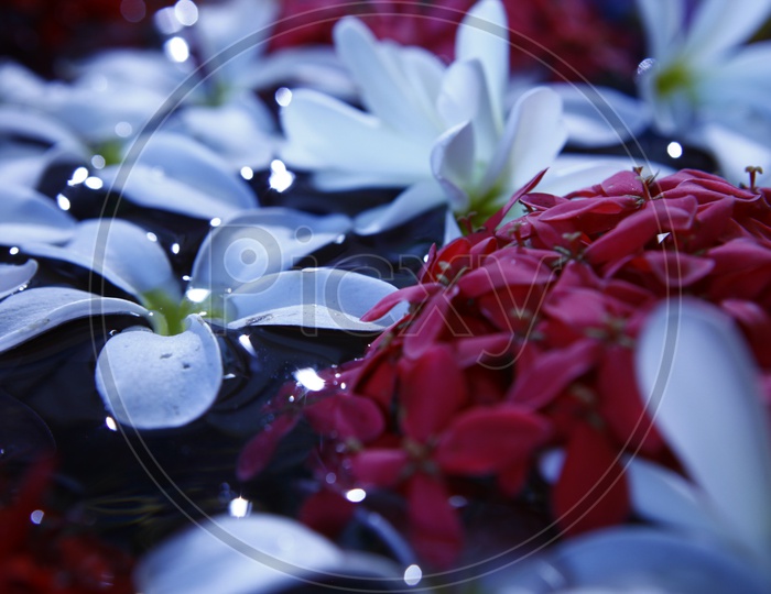 Flowers arranged in water