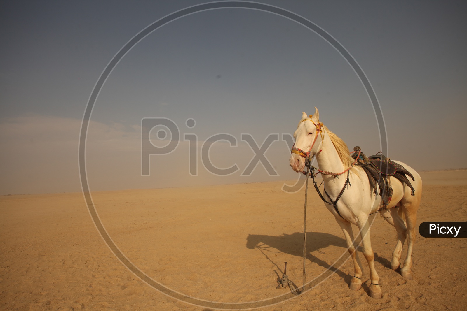 White horse in the desert