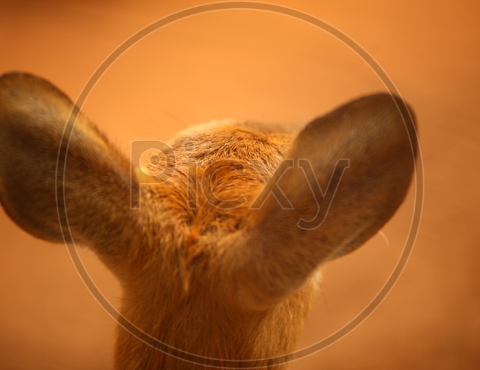 Ear of a deer