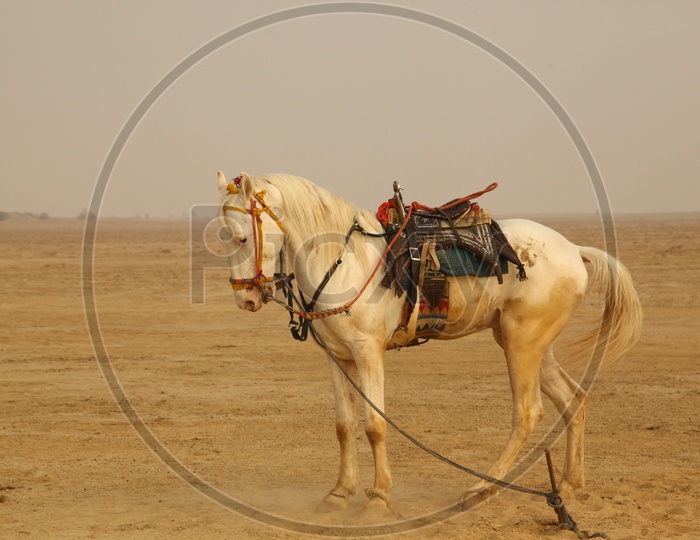 horse tied in the desert