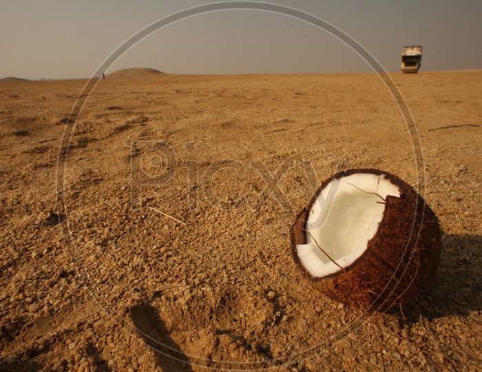 Coconut in Rajasthan Desert