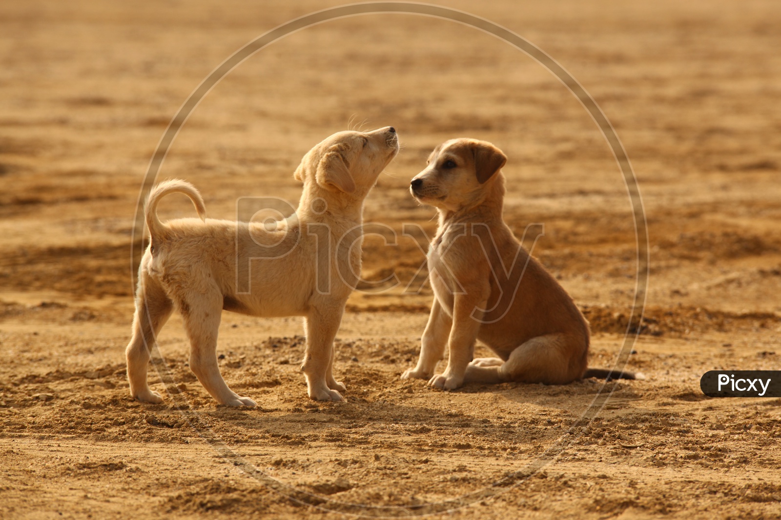 Puppy dogs in Desert