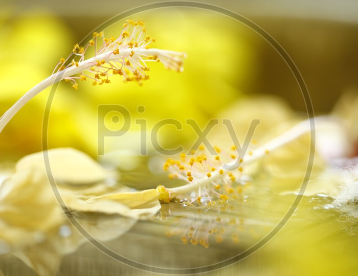 Macro shot of yellow Flower