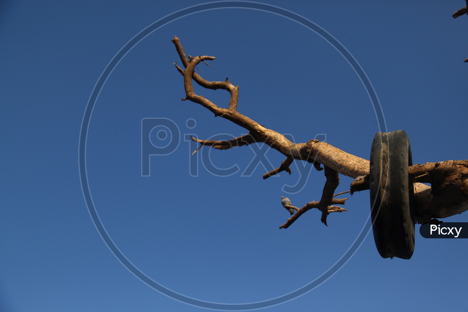Tree branch with a tyre