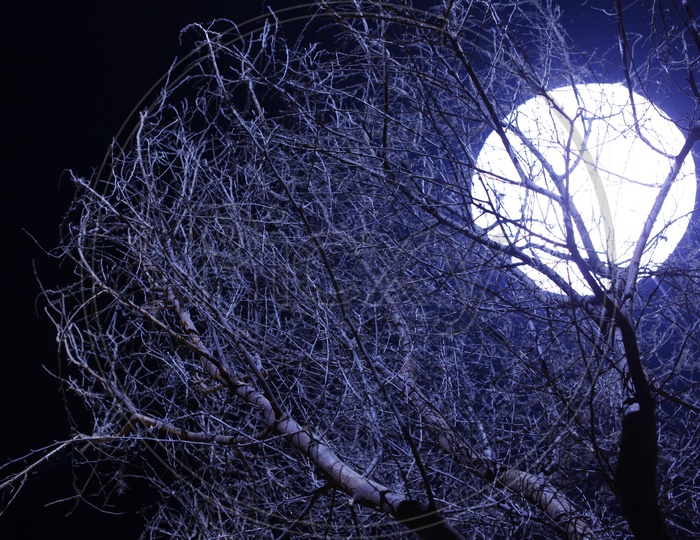 Canopy Of Dried Tree With out Leafs Over A Bright Moon Background