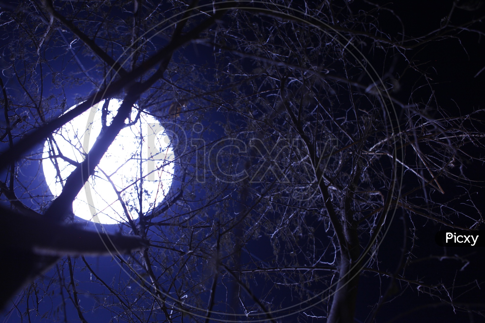 Canopy Of Dried Tree With out Leafs Over A Bright artificial Moon Background