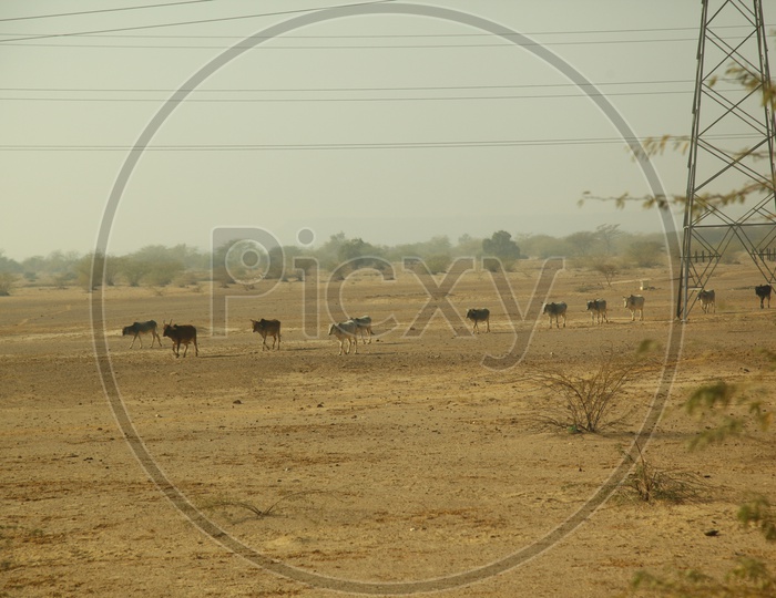 Cattle on the move in a desert