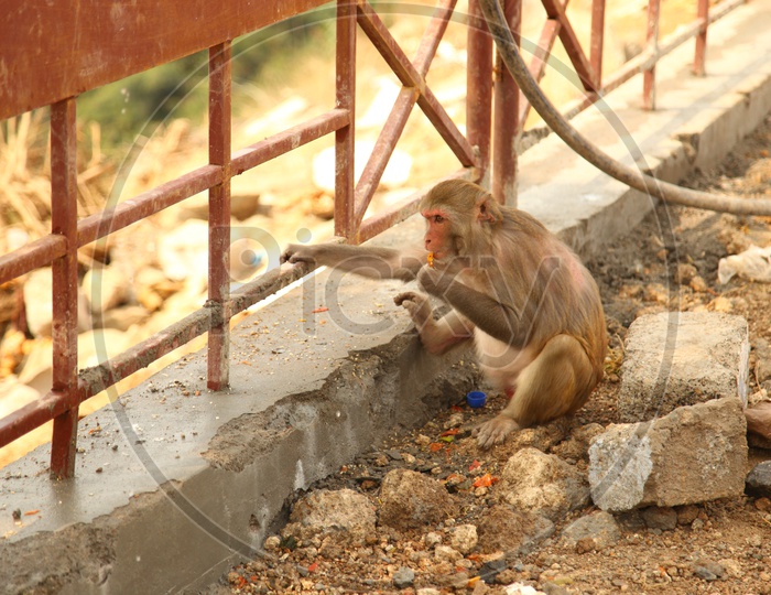 Monkey eating food on the road