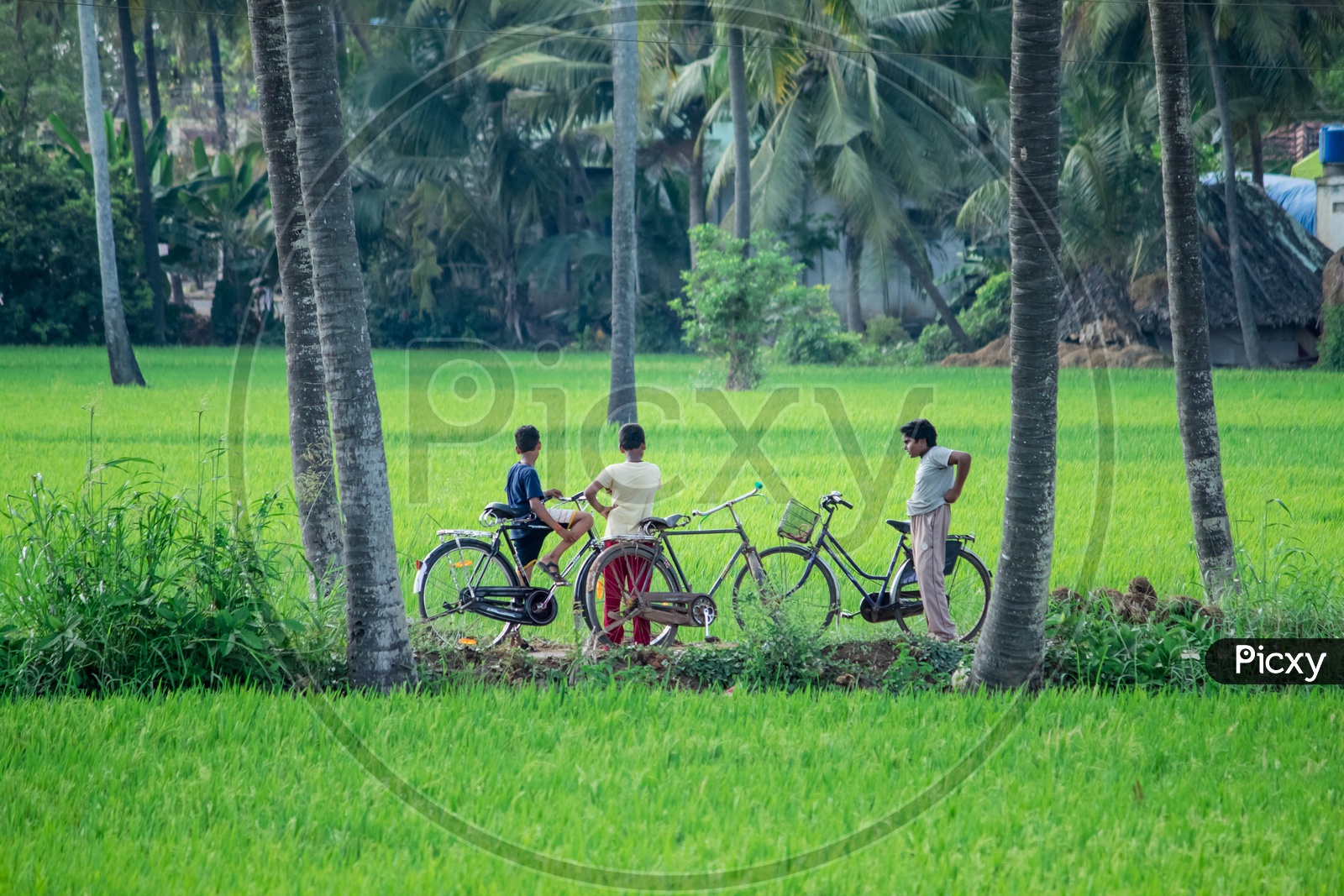Kids with Cycles in Fields