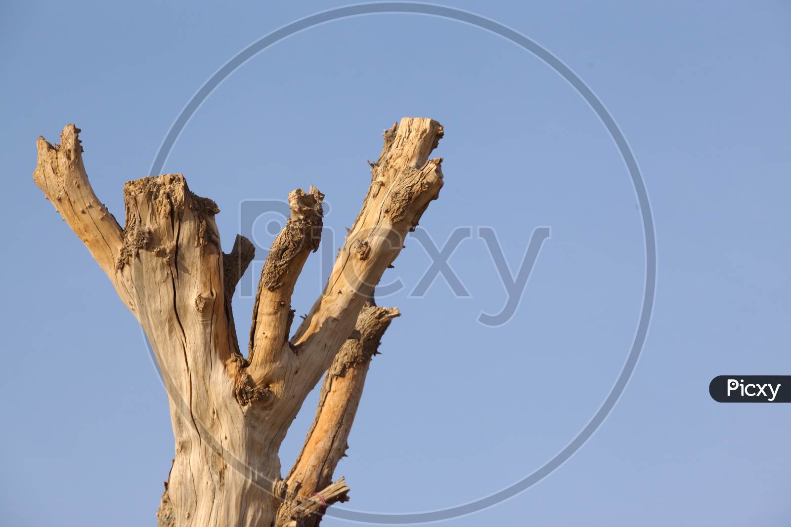 dry tree in a desert