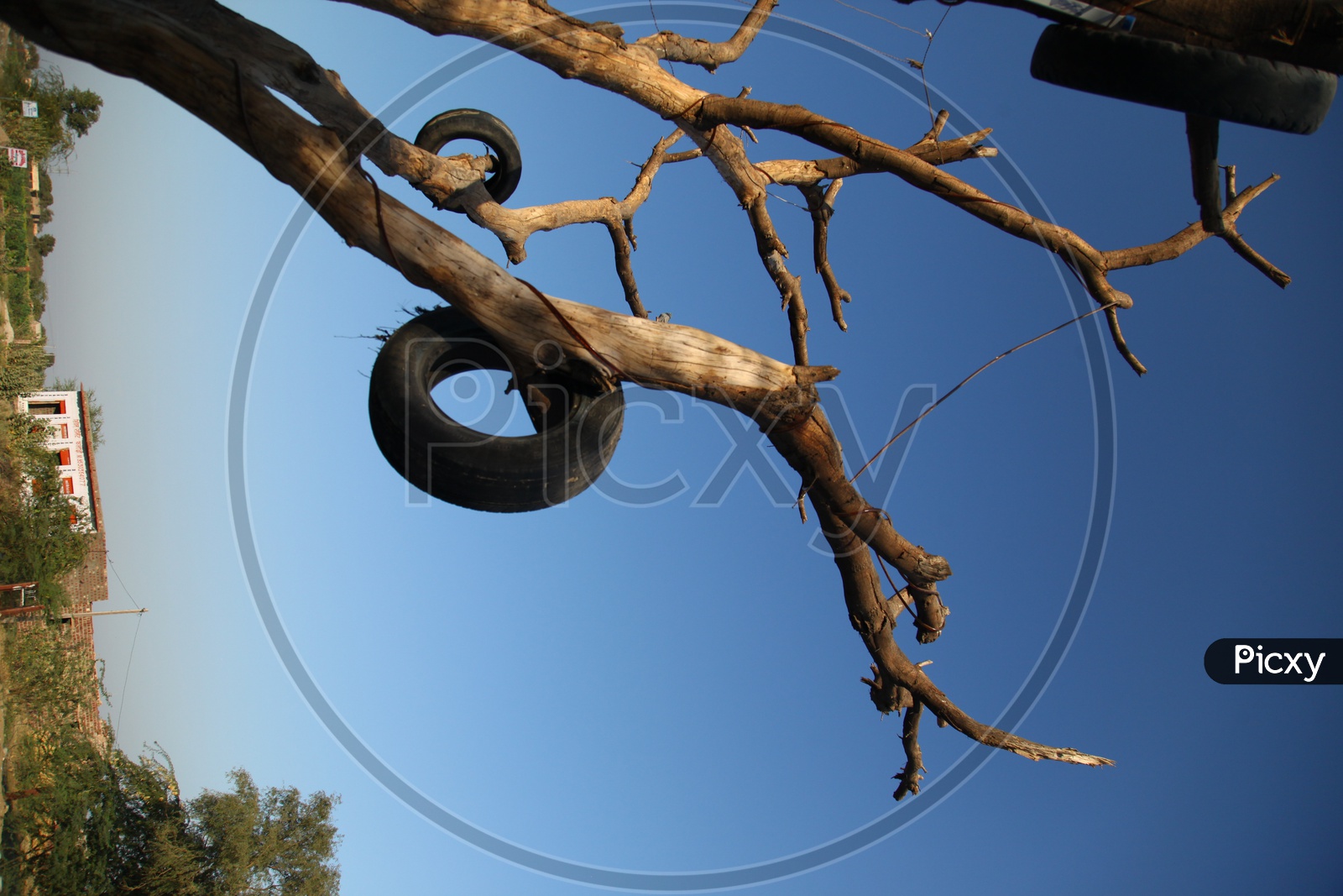 Curvy Tree branch with a tyre
