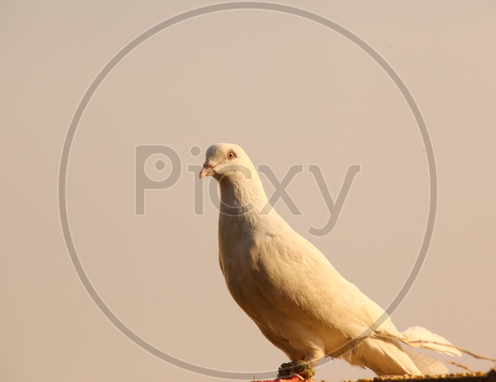 A stationary white pigeon