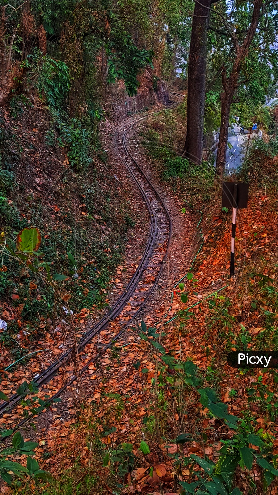 The toy train track of Darjeeling bends through the dense forest