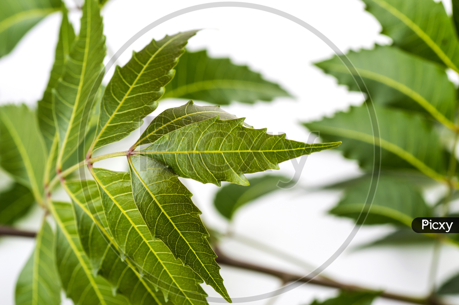 Medicinal neem leaf on white background. Azadirachta indica.