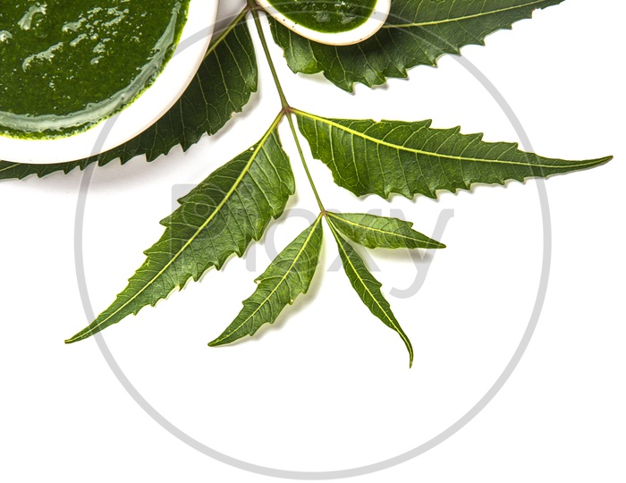 Medicinal Neem leaves with neem paste in spoon and plate on white background (Azadirachta indica)