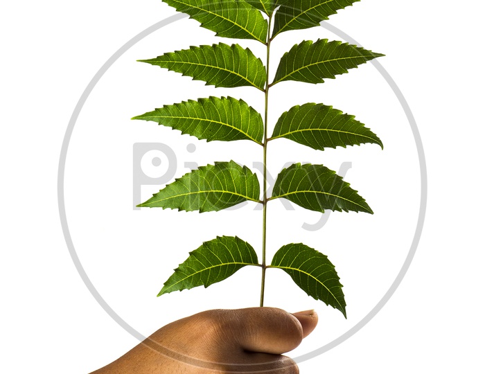 Hand holding Neem leaves - Azadirachta indica