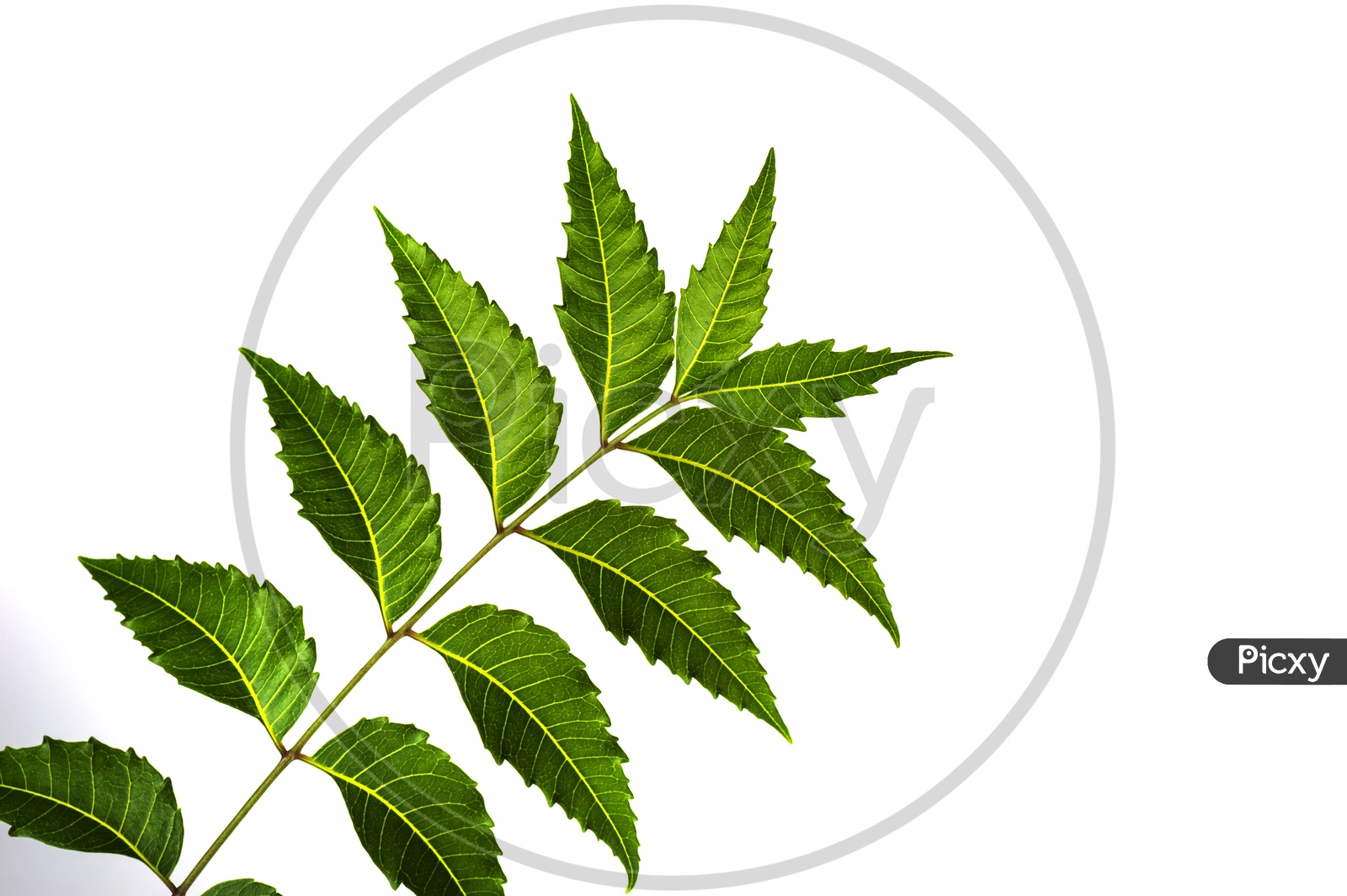 Medicinal neem leaf on white background. Azadirachta indica.
