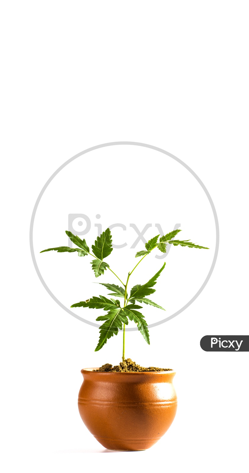 Young Neem tree in clay pot on white background. Azadirachta indica Tree.