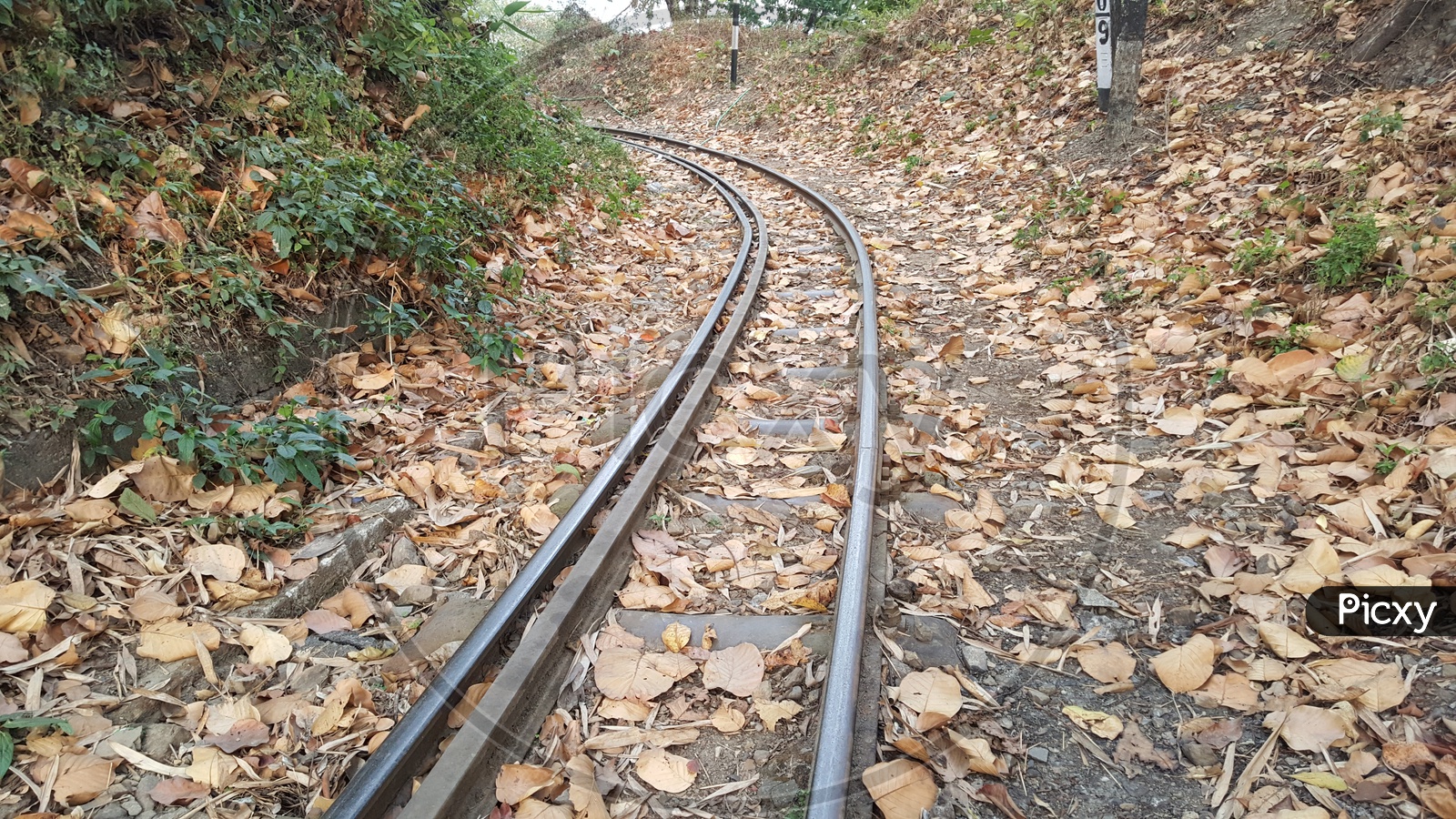 The narrow gauge tracks bends throught the forest