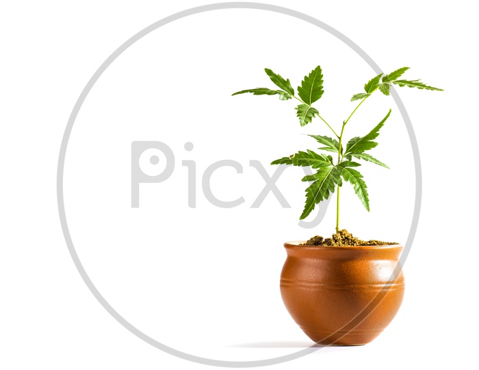 Young Neem tree in clay pot on white background. Azadirachta indica Tree.