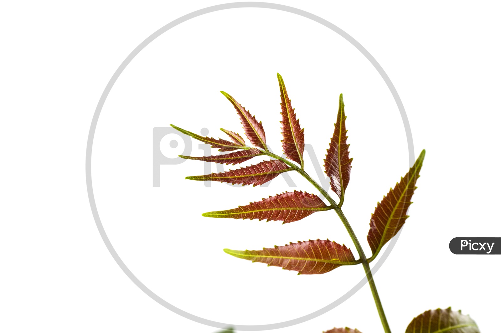 Neem Vector Set Stock Illustration - Download Image Now - Neem Tree,  Essential Oil, Leaf - iStock