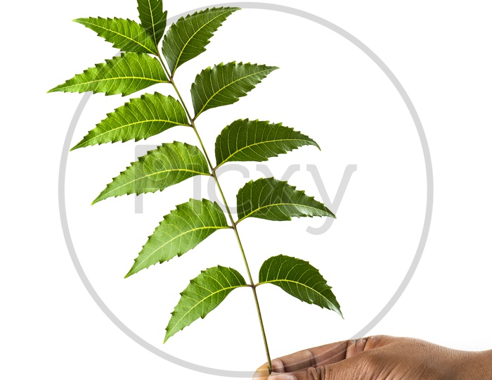 Hand holding Neem leaves - Azadirachta indica