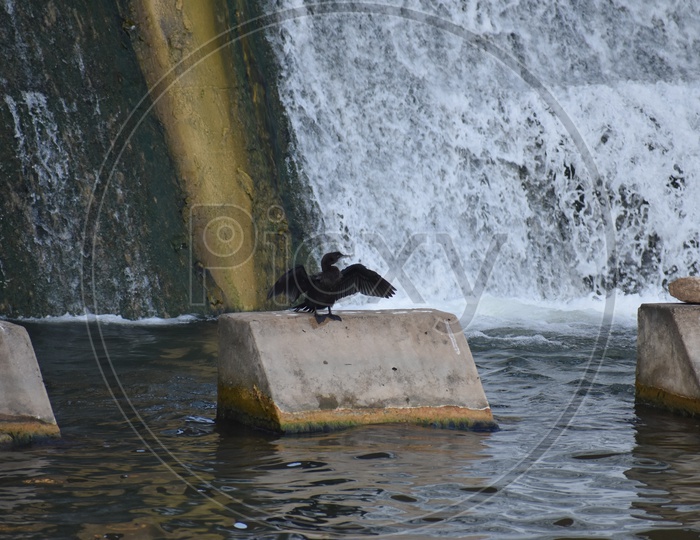 Bird ready to set off near stream of flowing water