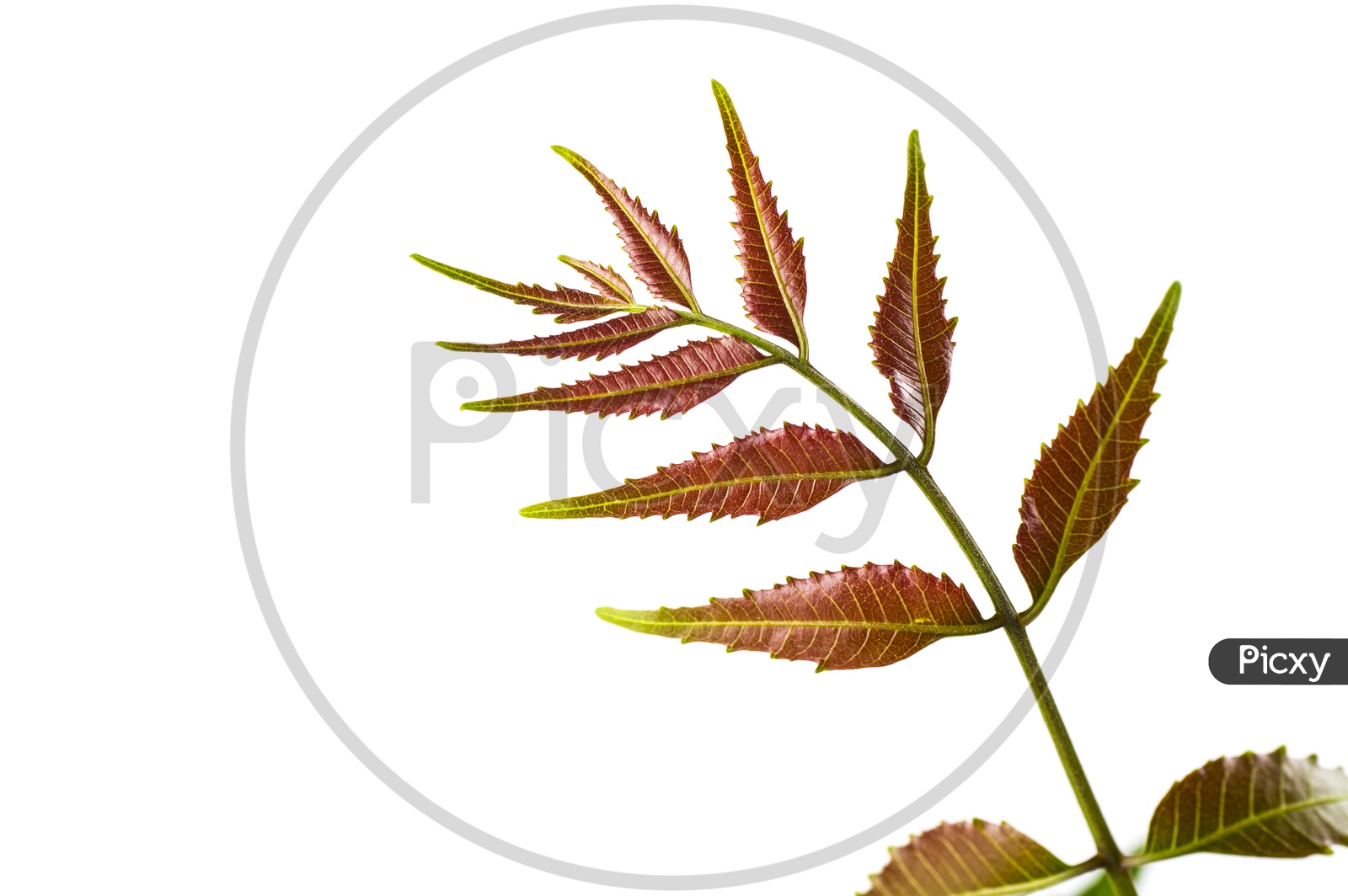 Image of Medicinal neem leaf on white background. Azadirachta  indica.-KY710530-Picxy