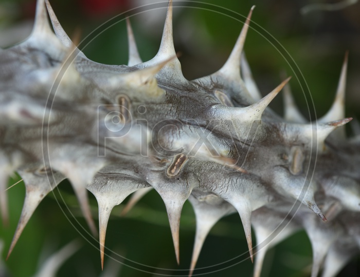 Close up shot of thorns